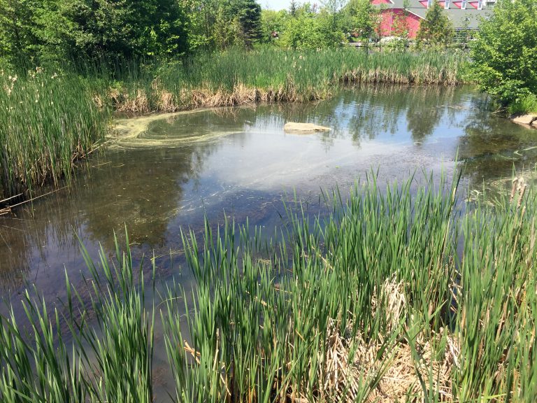 Frog fanatics invited to join Muskoka Conservancy in tracking these jumpy amphibians