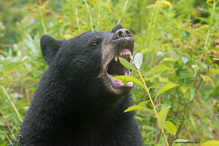 Bear With Us founder offers tips on how to keep the animals away