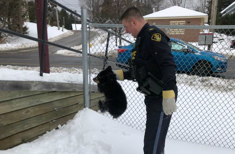 Young Bear Cub Rescued by OPP and Aspen Valley Wildlife Sanctuary