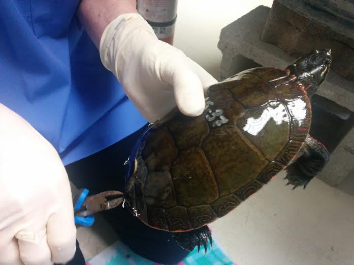 Turtle Walk organized for Bracebridge