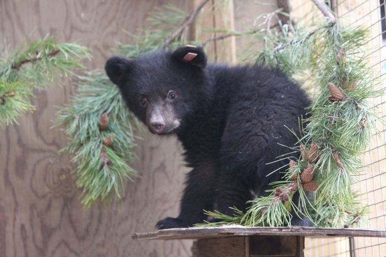 Elderly cottagers surprised by visit from young bear