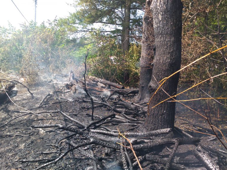 Downed power line causes brush fire, knocks out power to 94 people