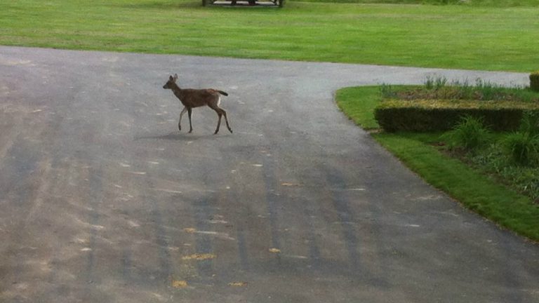 Police offer tips to avoid hitting deer on the highway