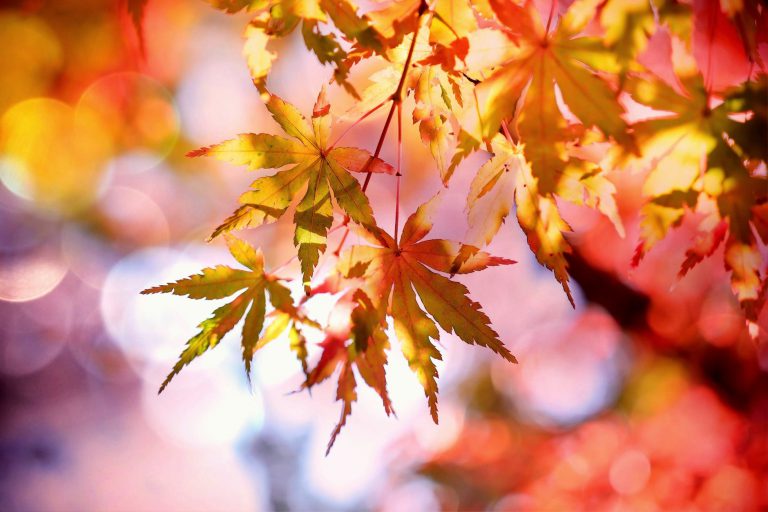 Police ask those enjoying fall colours to follow rules of the road