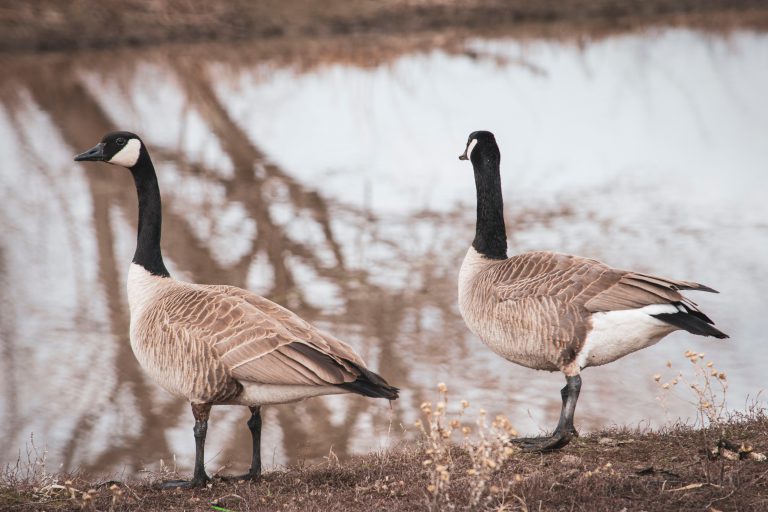 MNRF Fines Five Individuals $11,600 For Illegal Migratory Bird Hunt