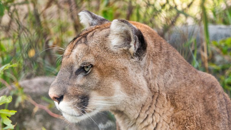 Ministry Of Natural Resources And Forestry Respond To Alleged Cougar Sighting In Huntsville