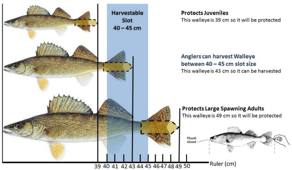 MNRF seeking feedback on potential fishing regulation changes to Lake