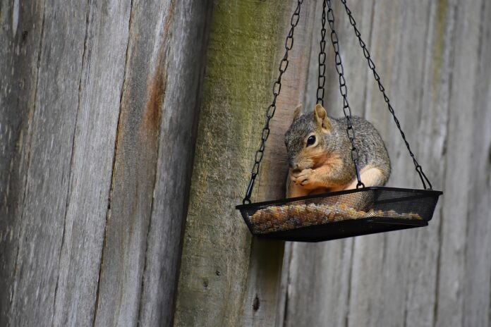 chipmunk feeding animal feeder