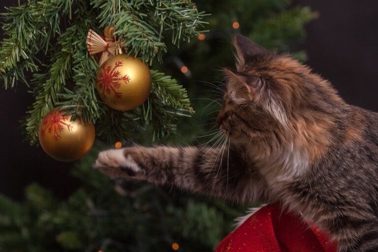 cat christmas tree holidays