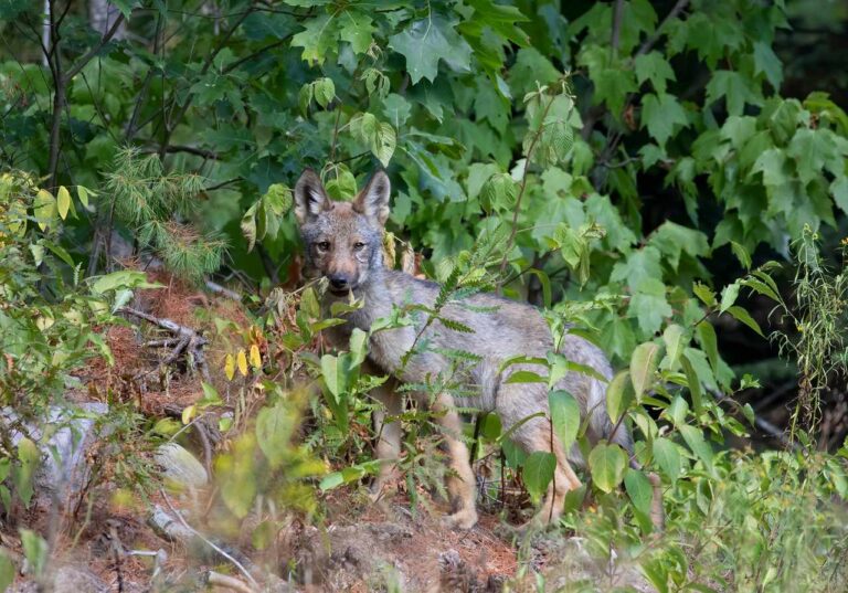 Algonquin Park to be featured as part of CBC show