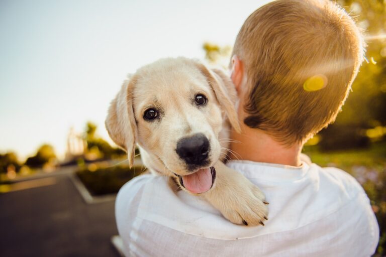 dogs hound pooch puppy