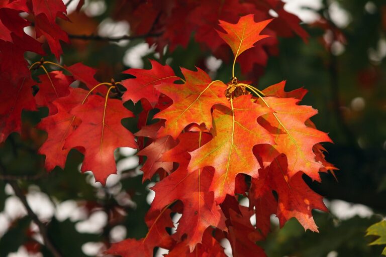 Fall colours beginning to show throughout Muskoka