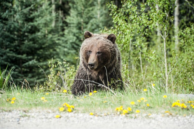 MNR staff working to capture and relocate bears near Spruce Glen Public School