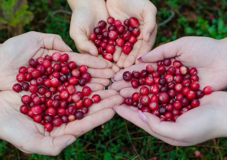 Bala Cranberry Festival is celebrating its 40th year in the region